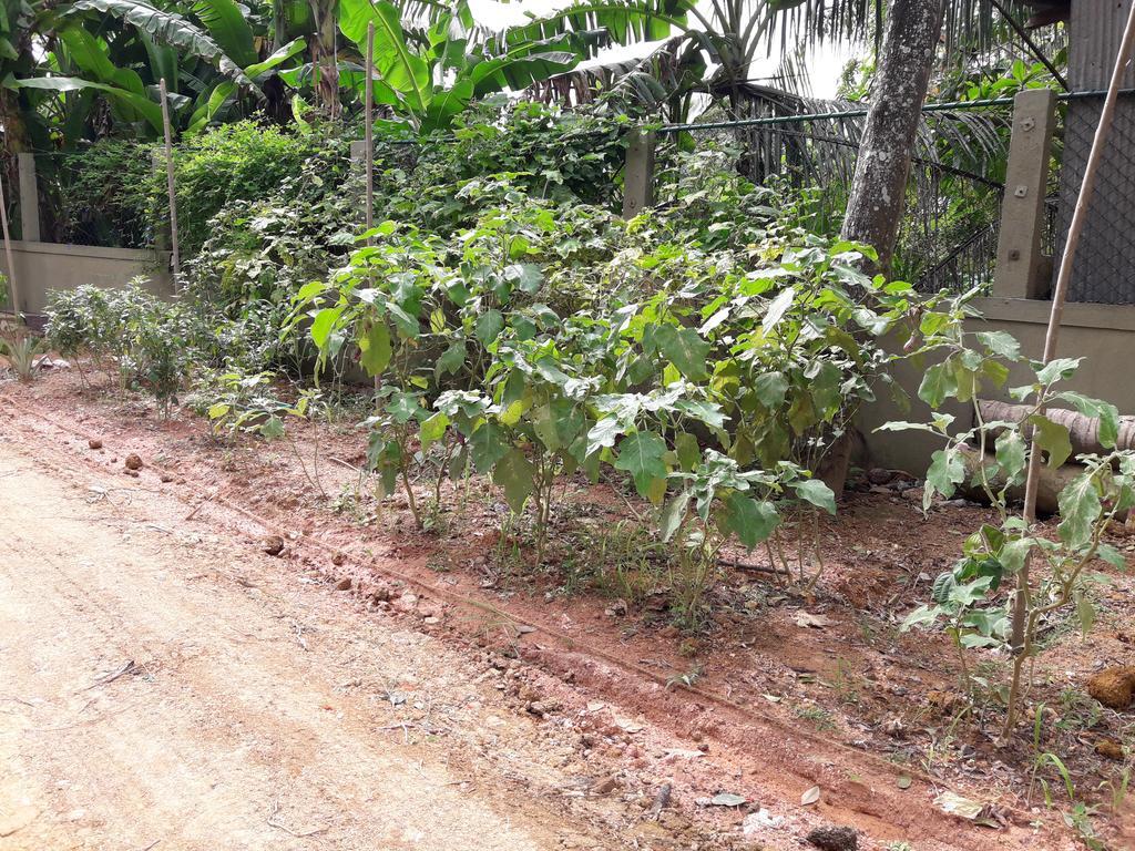 Arana Bungalow Galle Ngoại thất bức ảnh